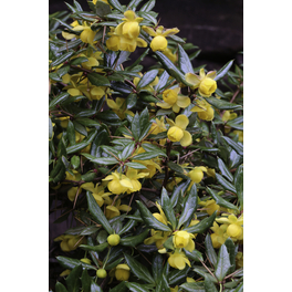 Immergrüne Berberitze, Berberis frikarti »Telstar«, Blätter: grün, Blüten: gelb