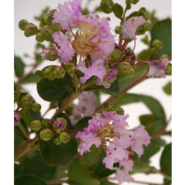 Indische Kreppmyrte, Lagerstroemia indica »La Fayette«, Blätter: grün, Blüten: hellrosa