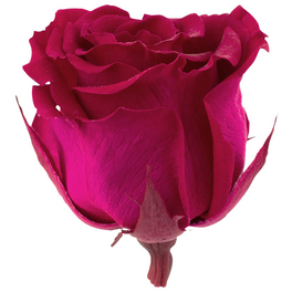 »Infinity-Bloom«, 12er-Pack konservierte Rosenköpfe, rosa