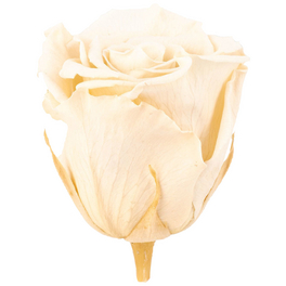 »Infinity-Bloom«, 6er-Pack konservierte Rosenköpfe , beige