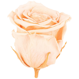»Infinity-Bloom«, 6er-Pack konservierte Rosenköpfe, rosa