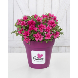 Japanische Azalee, Rhododendron obtusum »BloomChampion® Purple«, lila, Höhe: 25 - 30 cm Japanische Azalee, Rhododendron obtusum »BloomChampion® Purple«, lila, Höhe: 25 - 30 cm