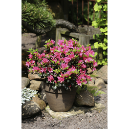 Japanische Azalee, Rhododendron obtusum »Drapa®«, rosa, Höhe: 30 - 40 cm