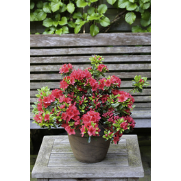 Japanische Azalee, Rhododendron obtusum »Juliette®«, rot/orange, Höhe: 30 - 40 cm