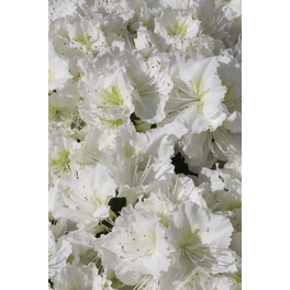 Japanische Azalee, Rhododendron obtusum »Maischnee®«, weiß, Höhe: 30 - 40 cm