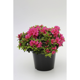 Japanische Azalee, Rhododendron obtusum »Michiko«, rosa, Höhe: 30 - 40 cm Japanische Azalee, Rhododendron obtusum »Michiko«, rosa, Höhe: 30 - 40 cm