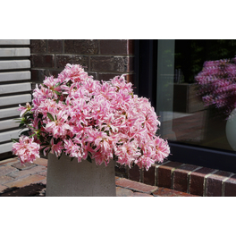 Japanische Azalee, Rhododendron obtusum »Pink Spider®«, pink, Höhe: 30 - 40 cm