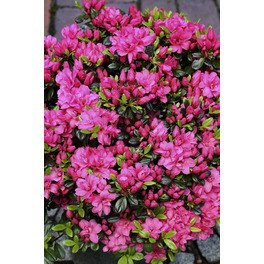 Japanische Azalee, Rhododendron obtusum »Rokoko«, purpurfarben, Höhe: 30 - 40 cm