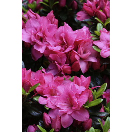 Japanische Azalee, Rhododendron obtusum »Rosinetta®«, pink, Höhe: 30 - 40 cm