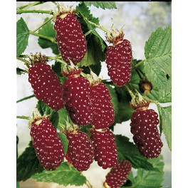 Japanische Weinbeere, Rubus phoenicolasius, Frucht: rot, zum Verzehr geeignet