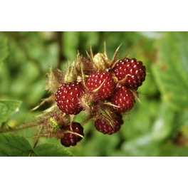 Japanische Weinbeere, Rubus phoenicolasius, Frucht: rot, zum Verzehr geeignet