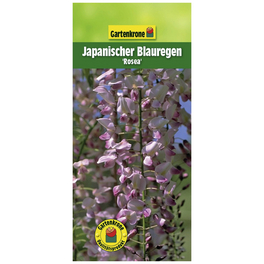 Japanischer Blauregen, Wisteria floribunda »Rosea«, Blüte: rosa