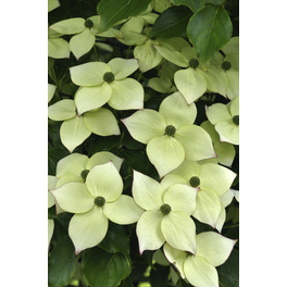 Japanischer Blumen-Hartriegel, Cornus kousa »Bultinck«, Blätter: grün, Blüten: weiß