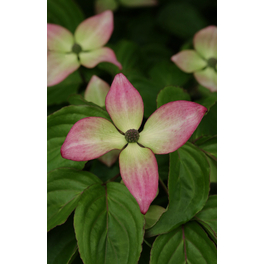 Japanischer Blumen-Hartriegel, Cornus kousa »Satomi«, Blätter: grün, Blüten: rosa
