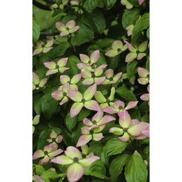 Japanischer Blumen-Hartriegel, Cornus kousa »Satomi Compact«, Blätter: grün, Blüten: rosa
