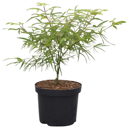 Japanischer Fächer-Ahorn, Acer palmatum »Koto no ito«, Blätter: grün
