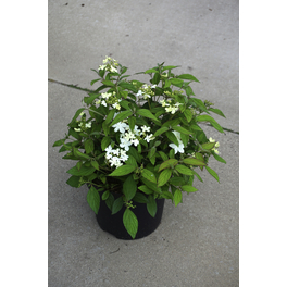 Japanischer Schneeball, Viburnum plicatum »Snowflake«, Blätter: grün, Blüten: weiß