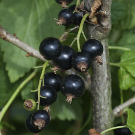 Johannisbeere, Ribes nigrum »Rosenthals Langtraubige«, Frucht: schwarz, zum Verzehr geeignet