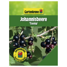 Johannisbeere, Ribes rubrum »Tsema«, Frucht: rot, zum Verzehr geeignet