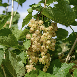 Johannisbeere, Ribes rubrum »Weisse Versailler«, Frucht: weiß, zum Verzehr geeignet