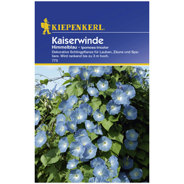Kaiserwinde, Ipomoea tricolor, Samen, Blüte: blau