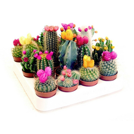 Kaktus, »Mix«, grün, mit Strohblüte