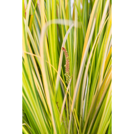 Kalmus, Acorus gramineus »Argenteostriatus«, Pflanzenhöhe: 35-45 cm, grün