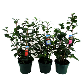 Kamelie, Camellia japonica, Blüte: Farbmix