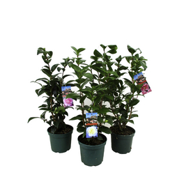 Kamelie, Camellia japonica, Blüte: Farbmix