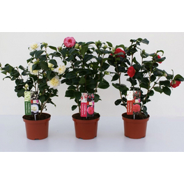 Kamelie, Camellia japonica »Dr. King«, Blüte: Rot