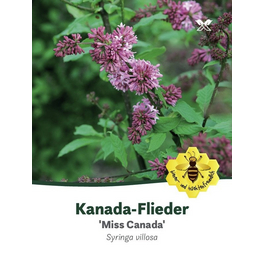 Kanada-Flieder, Syringa prestoniae »Miss Canada«, Blätter: dunkelgrün, Blüten: rosa/pink