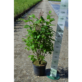 Kanada-Flieder, Syringa villosa »Minuet«, Blätter: grün, Blüten: rosa