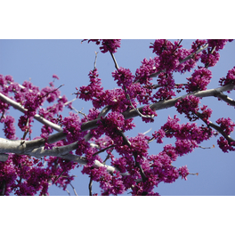 Kanadischer Judasbaum, Cercis canadensis »Oklahoma«, Blätter: grün, Blüten: pink
