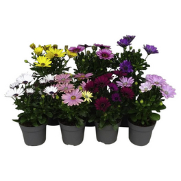 Kapkoerbchen, Osteospermum ecklonis, Blüte: gemischt, einfach Kapkoerbchen, Osteospermum ecklonis, Blüte: gemischt, einfach