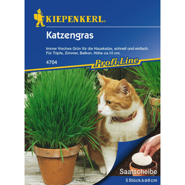 Katzengras, 5 Saatscheiben
