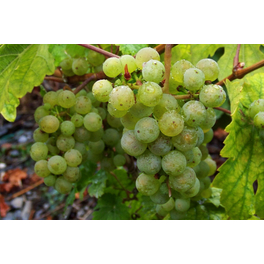 Kernlose gelbe Weinrebe, Vitis vinifhera »Himrod«, Frucht: grün-gelb, zum Verzehr geeignet