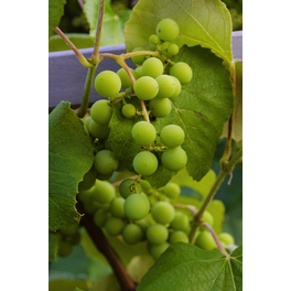 Kernlose gelbe Weinrebe, Vitis vinifhera »Lakemont®«, Frucht: hellgrün, zum Verzehr geeignet