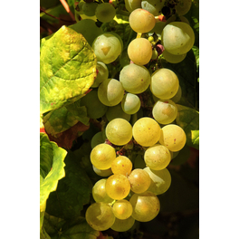 Kernlose weiße Weinrebe, Vitis vinifhera »Millenium«, Frucht: hellgelb, zum Verzehr geeignet
