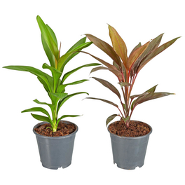 Keulenlilie, Cordyline fruticosa »in Sorten«, im Kunststoff-Kulturtopf Keulenlilie, Cordyline fruticosa »in Sorten«, im Kunststoff-Kulturtopf