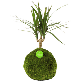Kibonu Drachenbaum, Dracaena marginata »Dracaena Marginata«