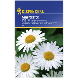 Kiepenkerl Saatgut, Margerite, Chrysanthemum, Mehrjährig