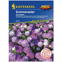 Kiepenkerl Saatgut, Sommeraster, Sommeraster Ouvertüre (hellblau) , Einjährig