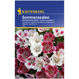Kiepenkerl Saatgut, Sommerazalee, Godetia Sommerazalee, Einjährig
