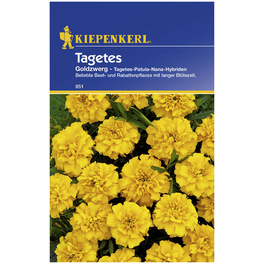 Kiepenkerl Saatgut, Studentenblume, Tagetes Goldzwerg, Einjährig