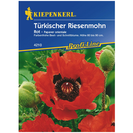 Kiepenkerl Saatgut, Türkischer Riesemohn, Papaver o. Olympiafeuer, Mehrjährig