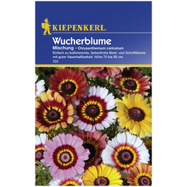 Kiepenkerl Saatgut, Wucherblume, Chrysanthemum Carinatum, Einjährig
