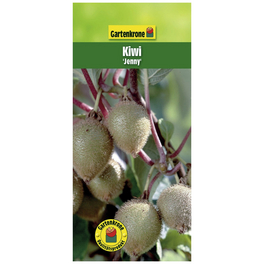 Kiwi, Actinidia chinensis »Jenny«, Frucht: braun, zum Verzehr geeignet