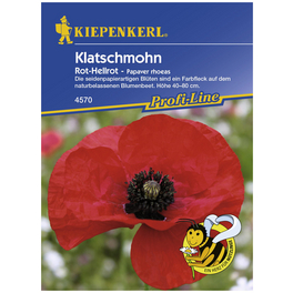 Klatschmohn, Papaver rhoeas, Samen, Blüte: rot