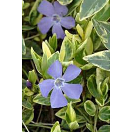 Kleinblättriges immergrün, Vinca minor »Aureovariegata«, Blattfarbe: zweifarbig, Blüte: blau