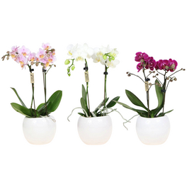 Kleinblumige Schmetterlingsorchidee, Phalaenopsis Hybriden, Blüte: gemischt